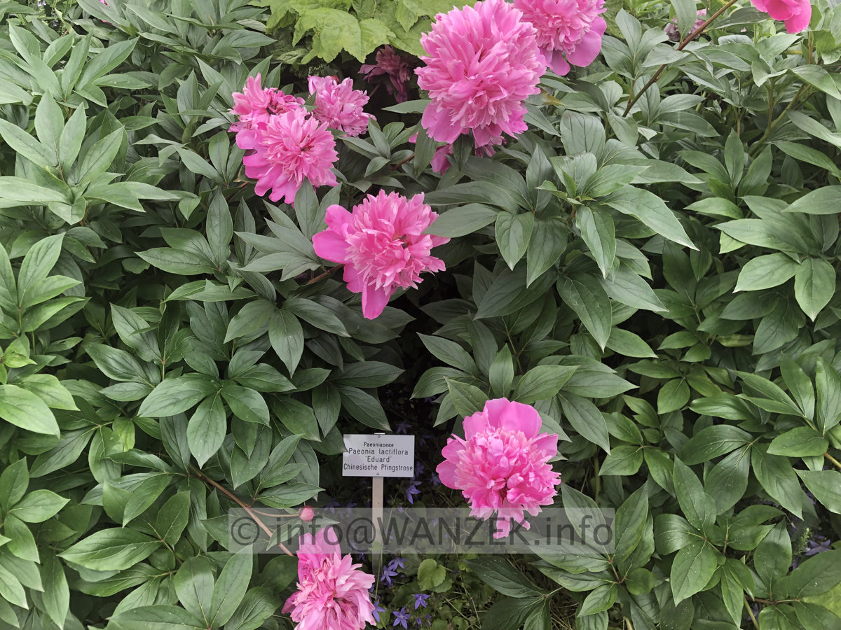 Paeonia lactiflora Eduard 02.JPG